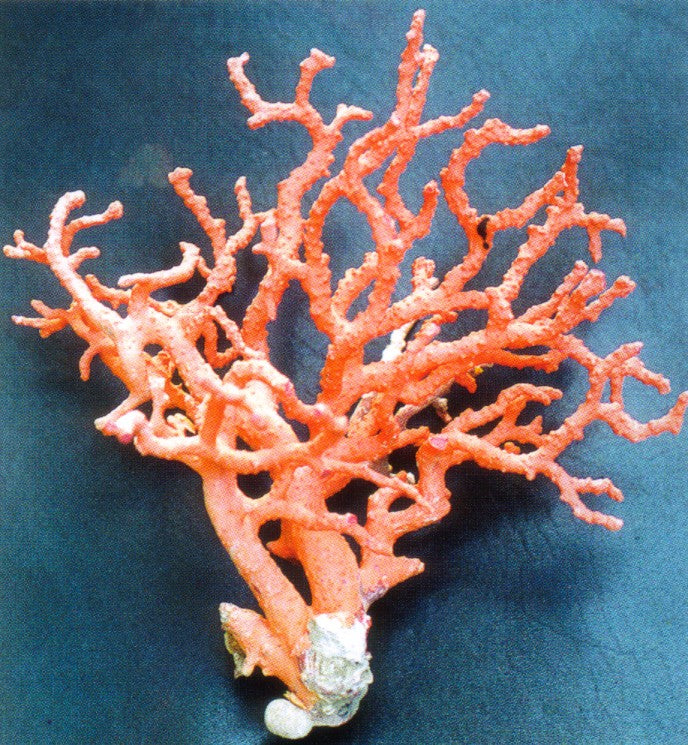 So, How Do We Ethically Source Coral?